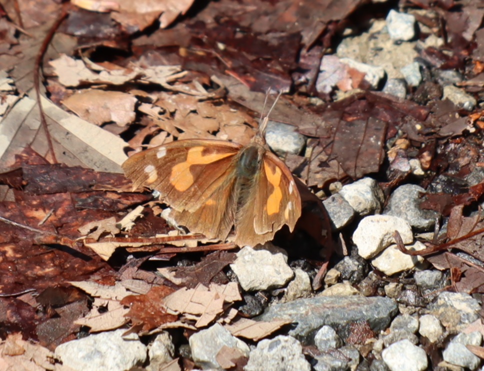 里山Ｓ 林道沿い 戯れるテングチョウ_2022年3月24日13時頃_気温15度